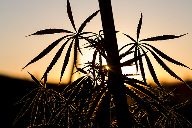 Marijuana grows at a legal collective in the hills near Clearlake Oaks, Calif., July 11, 2014. Should any of these ballot initiatives pass, they will be the latest in a 20-year run of progressive reforms on this issue. (Photo: Jason Henry / The New York Times)